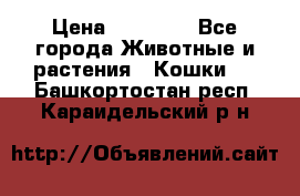 Zolton › Цена ­ 30 000 - Все города Животные и растения » Кошки   . Башкортостан респ.,Караидельский р-н